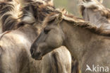 Konik horse (Equus spp)