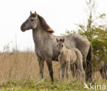 Konik horse (Equus spp)