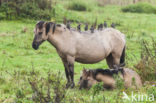 Konik horse (Equus spp)