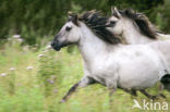 Konik horse (Equus spp)