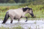 Konik horse (Equus spp)