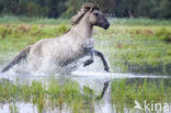 Konik horse (Equus spp)