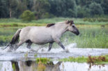 Konik horse (Equus spp)