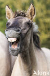 Konik horse (Equus spp)