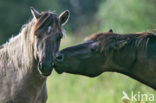 Konik horse (Equus spp)