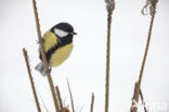 Great Tit (Parus major)