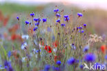 Korenbloem (Centaurea cyanus) 