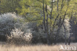 Krentenboompje (Amelanchier spec.)