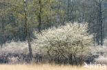 Krentenboompje (Amelanchier spec.)