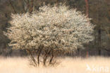 Krentenboompje (Amelanchier spec.)