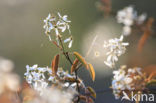 Krentenboompje (Amelanchier spec.)