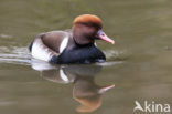 Red-crested Pochard (Netta rufina)