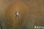 Kruisspin (Araneus diadematus)