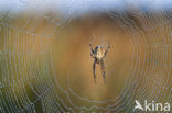 Kruisspin (Araneus diadematus)