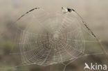 Kruisspin (Araneus diadematus)