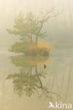 Tufted Duck (Aythya fuligula)