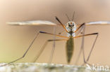 Langpootmug (Tipula sp.)