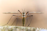 Langpootmug (Tipula sp.)