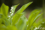 Lelietje-van-dalen (Convallaria majalis)