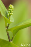 Lelietje-van-dalen (Convallaria majalis)