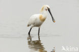 Eurasian Spoonbill (Platalea leucorodia)