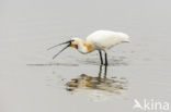 Eurasian Spoonbill (Platalea leucorodia)