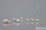 Eurasian Spoonbill (Platalea leucorodia)