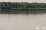 Eurasian Spoonbill (Platalea leucorodia)