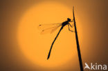 Lestes sp.