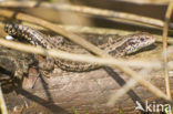 Viviparous Lizard (Zootoca vivipara)