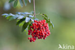 Lijsterbes (Sorbus)