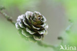 Larch (Larix)