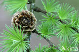 Larch (Larix)