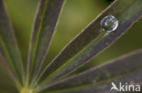 Lupin (Lupinus ‘Inverewe Red’)
