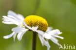 Margriet spec. (Chrysanthemum spec.)