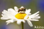 Margriet spec. (Chrysanthemum spec.)