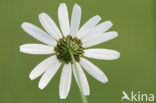 Daisy (Leucanthemum hybride)