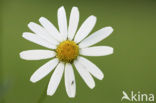 Daisy (Leucanthemum hybride)
