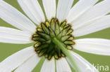 Daisy (Leucanthemum hybride)