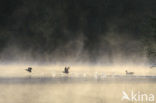 Common Coot (Fulica atra)