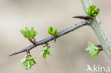 Hawthorn (Crataegus )