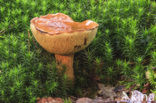 Melkboleet (Suillus granulatus) 