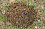 Dung beetle (Aphodius hydrochoeris)