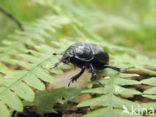 Dung beetle (Aphodius sp.)