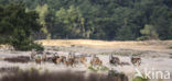 Mouflon (Ovis musimon)