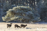 Mouflon (Ovis musimon)