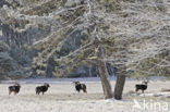 Mouflon (Ovis musimon)