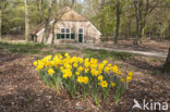 daffodil (Narcissus spec.)