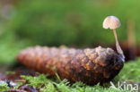 Nationaal Park De Hoge Veluwe