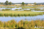 National Park Drents-Friese Wold